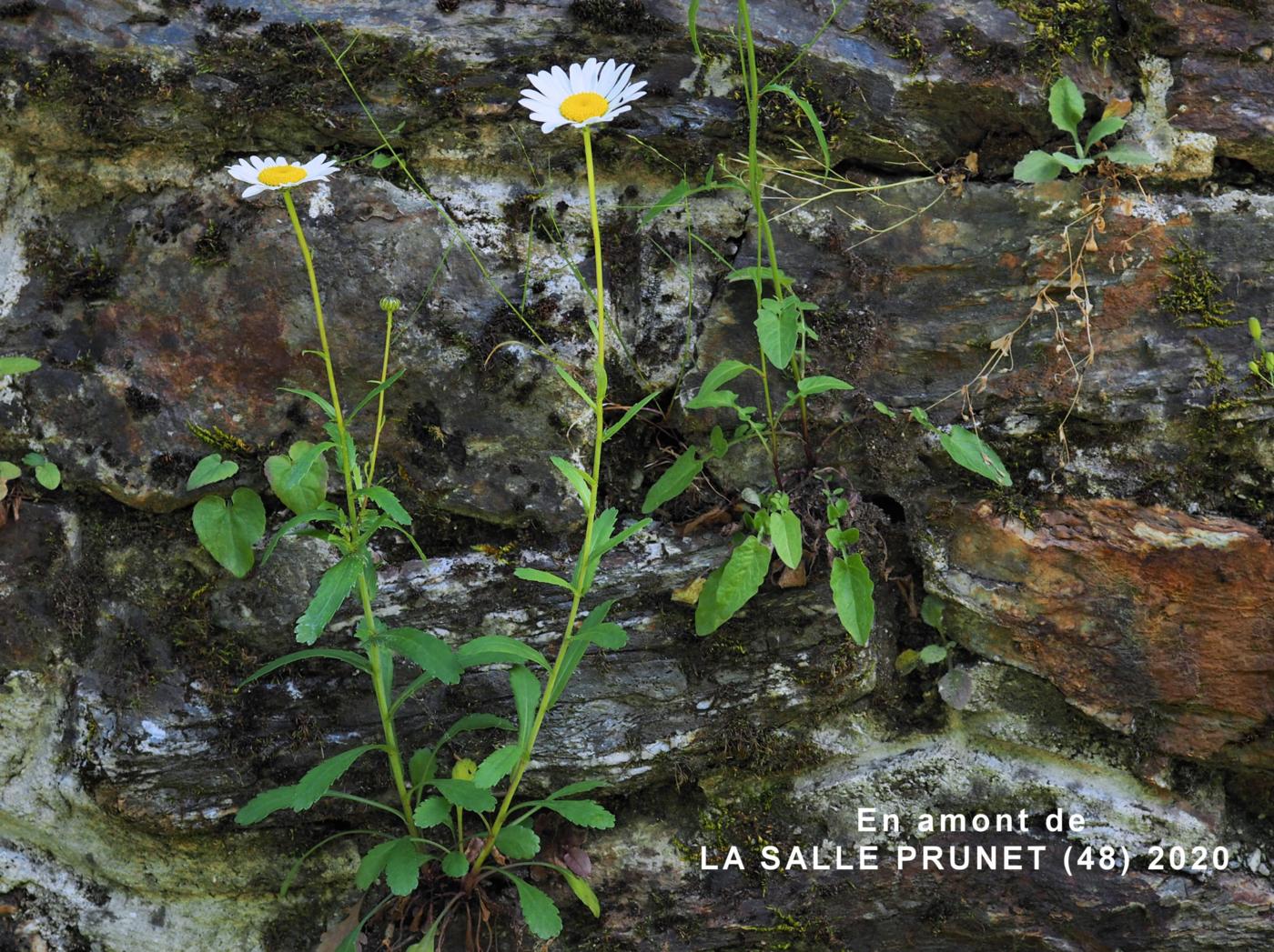 Ox-eye daisy, (bluish) plant